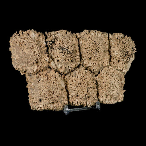 6.1" Glyptodon Fossil Osteoderm Scute Plates Bony Armor Pleistocene Uruguay COA - Fossil Age Minerals