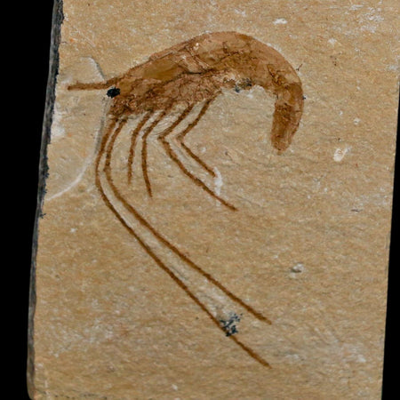 1.7" Fossil Shrimp Carpopenaeus Cretaceous Age 100 Mil Yrs Old Lebanon COA