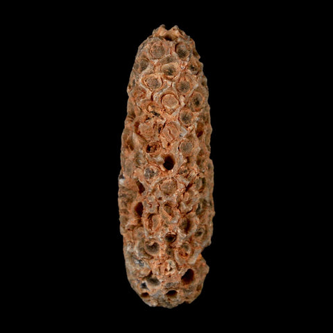 XL 2.2" Fossil Pine Cone Equicalastrobus Replaced By Agate Eocene Age Seeds Fruit - Fossil Age Minerals