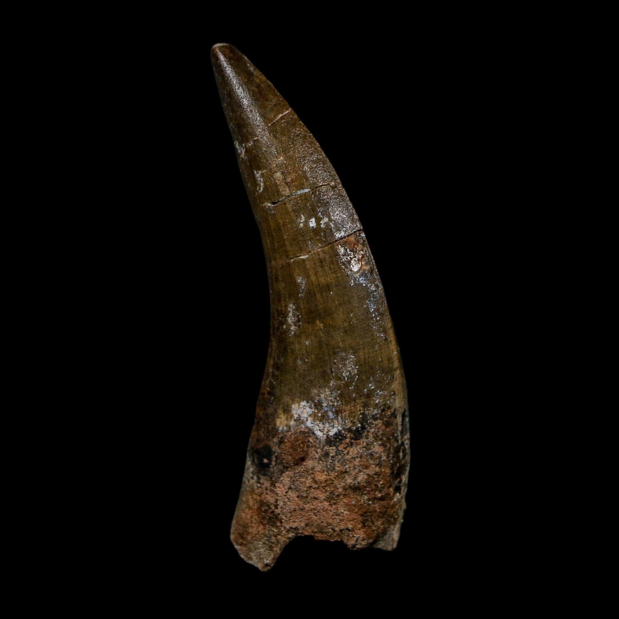2.6" Suchomimus Fossil Tooth Cretaceous Spinosaurid Dinosaur Elraz FM Niger COA