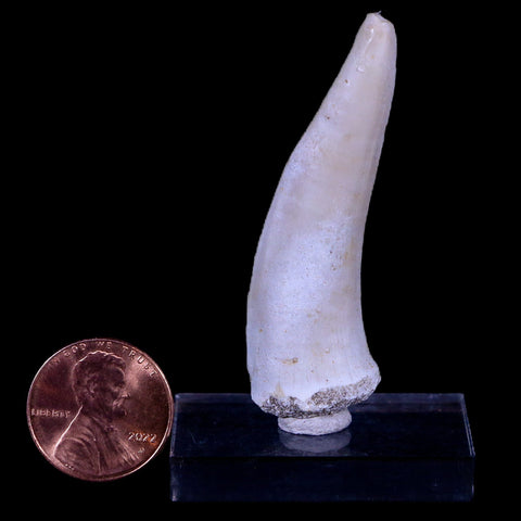 XL 2.1" Saber Toothed Herring Fossil Fang Enchodus Libycus Cretaceous COA Stand - Fossil Age Minerals
