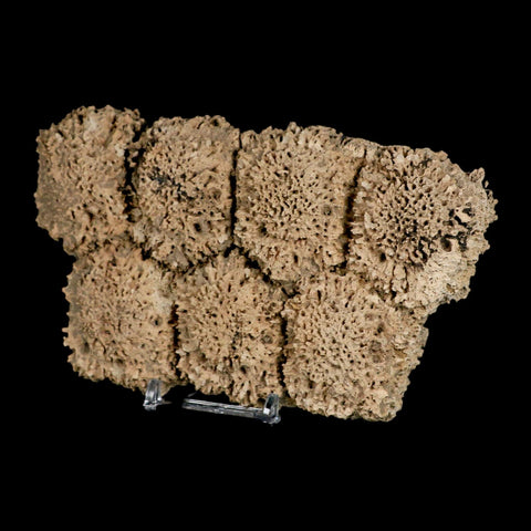 6.1" Glyptodon Fossil Osteoderm Scute Plates Bony Armor Pleistocene Uruguay COA - Fossil Age Minerals