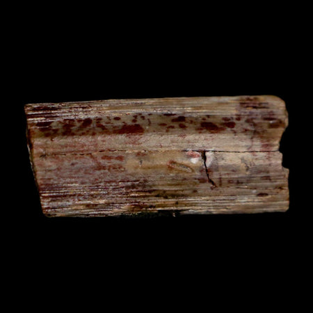 0.5" Dimetrodon Sail Spine Bone Fossil Permian Age Waurika Oklahoma COA, Display