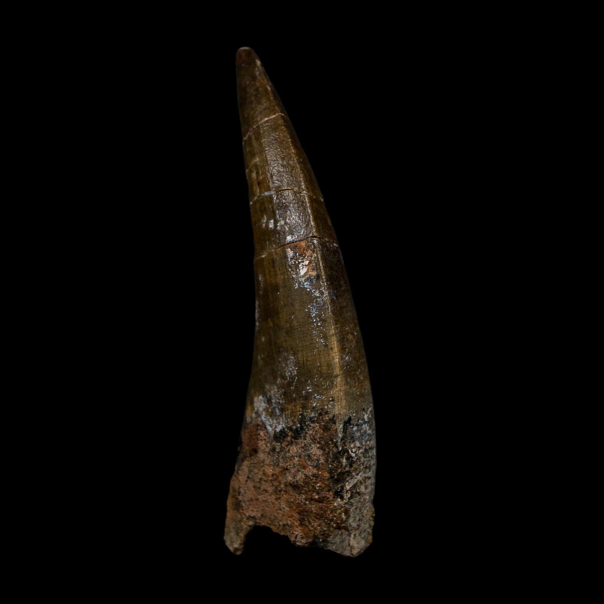 2.6" Suchomimus Fossil Tooth Cretaceous Spinosaurid Dinosaur Elraz FM Niger COA