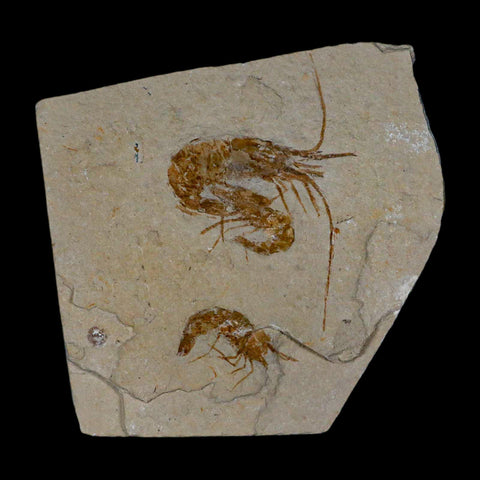 3 Three Fossil Shrimp Carpopenaeus Cretaceous Age 100 Mil Yrs Old Lebanon COA - Fossil Age Minerals