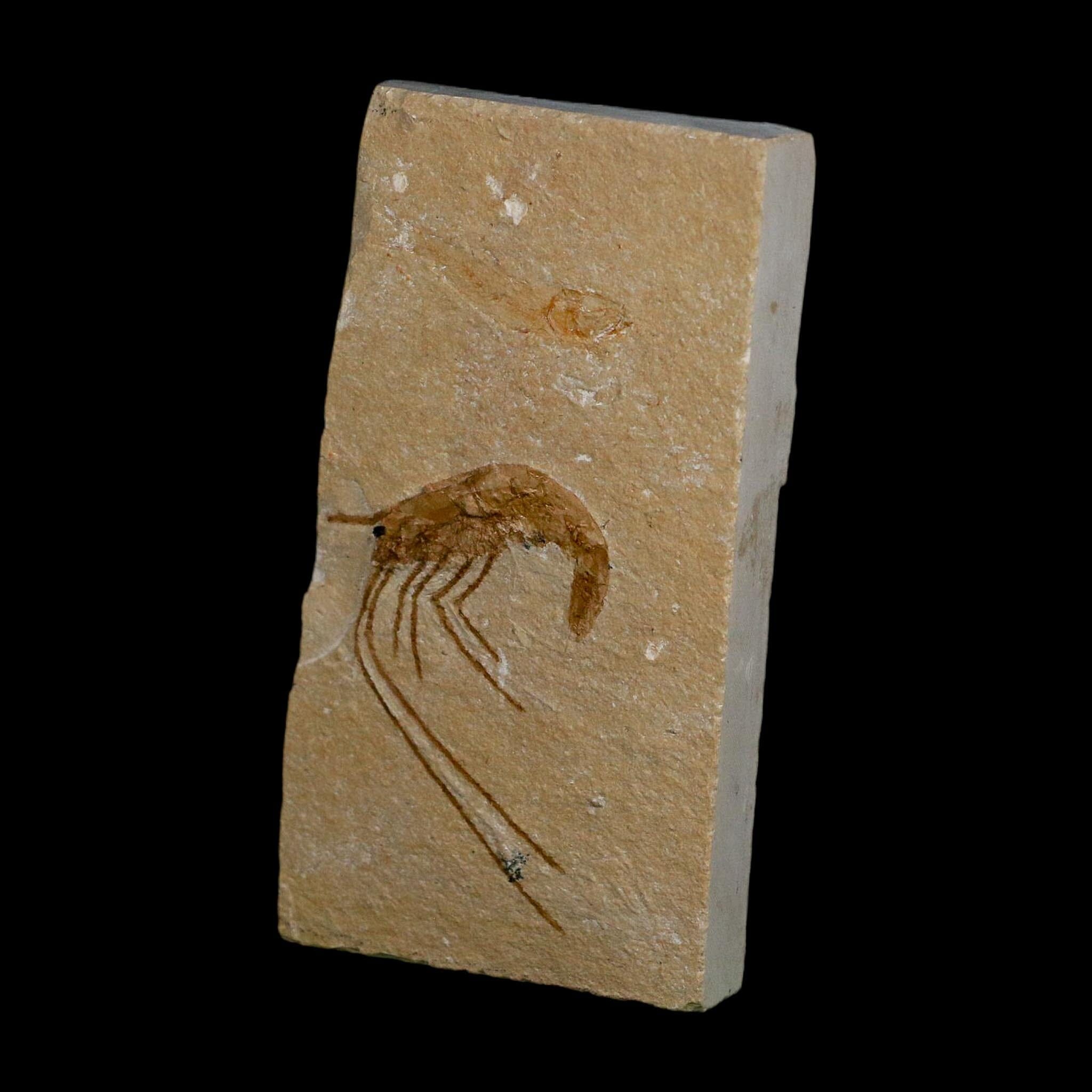 1.7" Fossil Shrimp Carpopenaeus Cretaceous Age 100 Mil Yrs Old Lebanon COA - Fossil Age Minerals