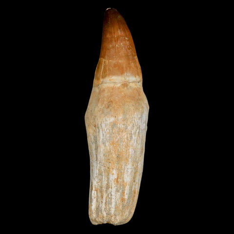 XL 4.5" Mosasaur Prognathodon Fossil Tooth Rooted Cretaceous Dinosaur Era COA - Fossil Age Minerals