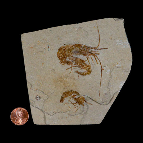 3 Three Fossil Shrimp Carpopenaeus Cretaceous Age 100 Mil Yrs Old Lebanon COA - Fossil Age Minerals