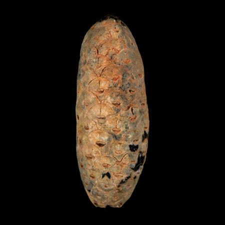 2" Fossil Pine Cone Equicalastrobus Replaced By Agate Eocene Age Seeds Fruit