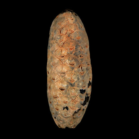 2" Fossil Pine Cone Equicalastrobus Replaced By Agate Eocene Age Seeds Fruit - Fossil Age Minerals