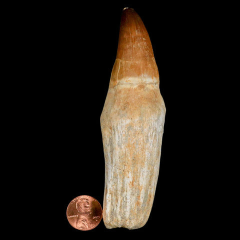 XL 4.5" Mosasaur Prognathodon Fossil Tooth Rooted Cretaceous Dinosaur Era COA - Fossil Age Minerals