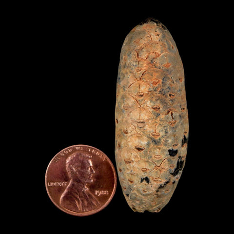 2" Fossil Pine Cone Equicalastrobus Replaced By Agate Eocene Age Seeds Fruit - Fossil Age Minerals