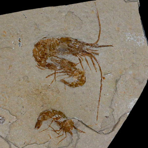 3 Three Fossil Shrimp Carpopenaeus Cretaceous Age 100 Mil Yrs Old Lebanon COA - Fossil Age Minerals