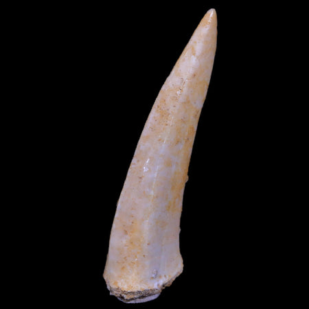 XL 2.3" Saber Toothed Herring Fossil Fang Enchodus Libycus Cretaceous COA Stand
