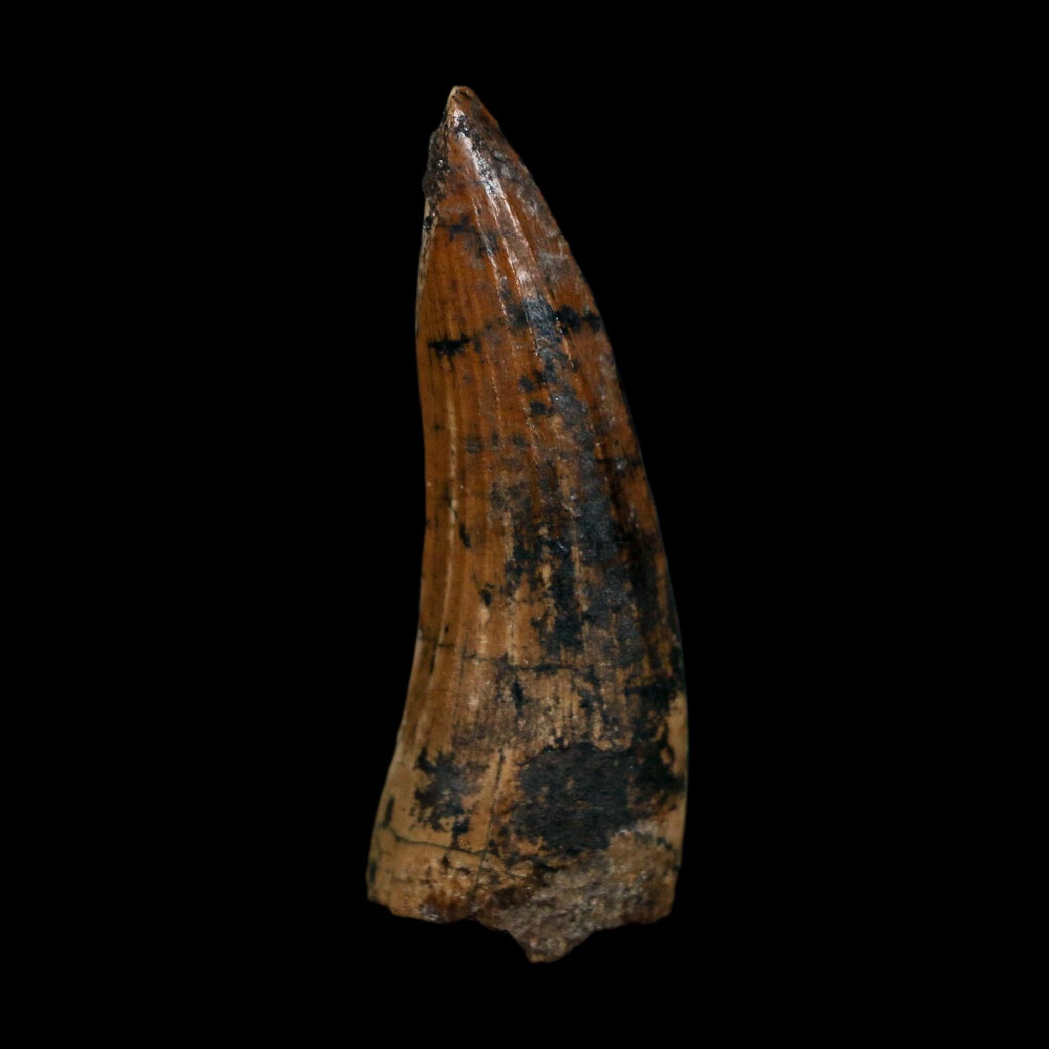 1.7" Suchomimus Fossil Tooth Cretaceous Spinosaurid Dinosaur Elraz FM Niger COA
