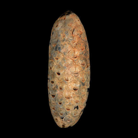 2" Fossil Pine Cone Equicalastrobus Replaced By Agate Eocene Age Seeds Fruit - Fossil Age Minerals