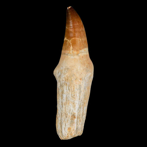 XL 4.5" Mosasaur Prognathodon Fossil Tooth Rooted Cretaceous Dinosaur Era COA - Fossil Age Minerals