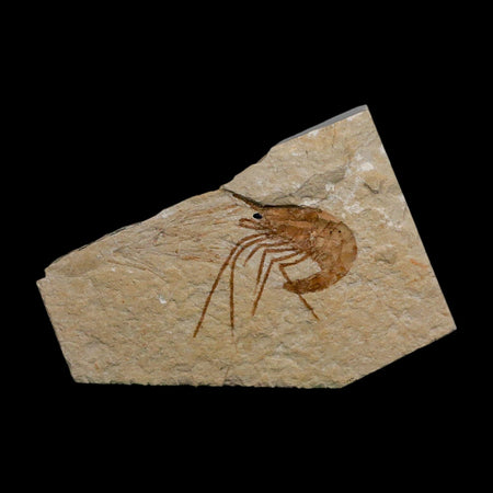 1.3" Fossil Shrimp Carpopenaeus Cretaceous Age 100 Mil Yrs Old Lebanon COA