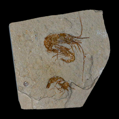 3 Three Fossil Shrimp Carpopenaeus Cretaceous Age 100 Mil Yrs Old Lebanon COA - Fossil Age Minerals