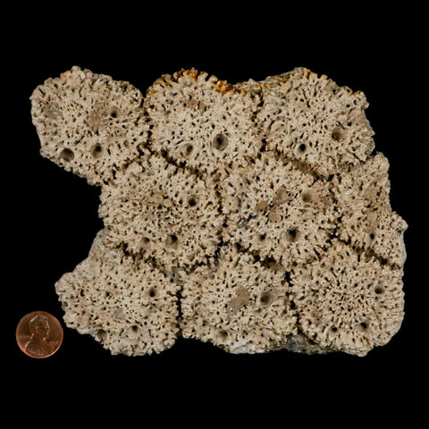 5.2" Glyptodon Fossil Osteoderm Scute Plates Bony Armor Pleistocene Uruguay COA - Fossil Age Minerals