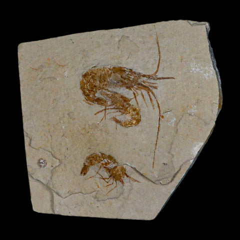 3 Three Fossil Shrimp Carpopenaeus Cretaceous Age 100 Mil Yrs Old Lebanon COA - Fossil Age Minerals