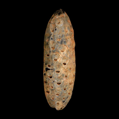 2" Fossil Pine Cone Equicalastrobus Replaced By Agate Eocene Age Seeds Fruit - Fossil Age Minerals