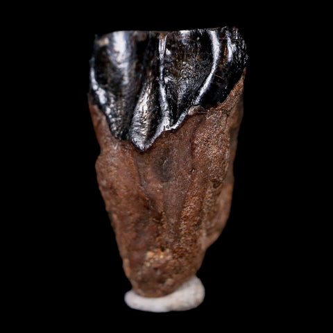 XL 0.8" Triceratops Fossil Tooth Hell Creek FM Cretaceous Dinosaur MT COA & Display - Fossil Age Minerals