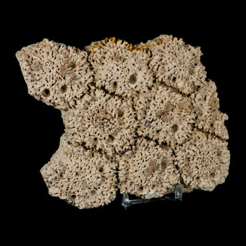 5.2" Glyptodon Fossil Osteoderm Scute Plates Bony Armor Pleistocene Uruguay COA - Fossil Age Minerals