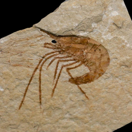 1.3" Fossil Shrimp Carpopenaeus Cretaceous Age 100 Mil Yrs Old Lebanon COA