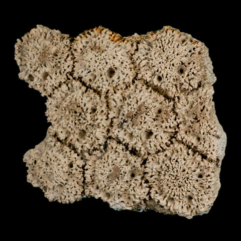 5.2" Glyptodon Fossil Osteoderm Scute Plates Bony Armor Pleistocene Uruguay COA - Fossil Age Minerals