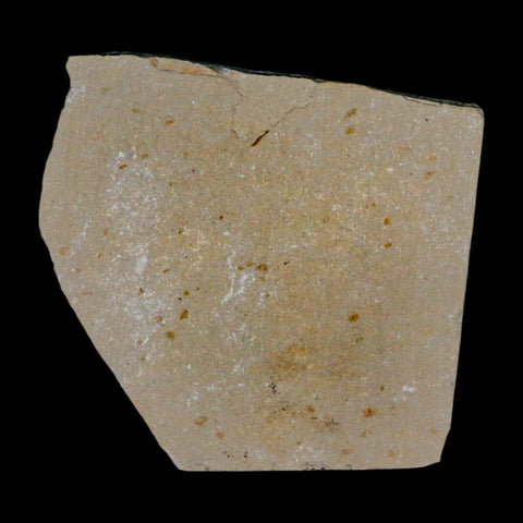3 Three Fossil Shrimp Carpopenaeus Cretaceous Age 100 Mil Yrs Old Lebanon COA - Fossil Age Minerals