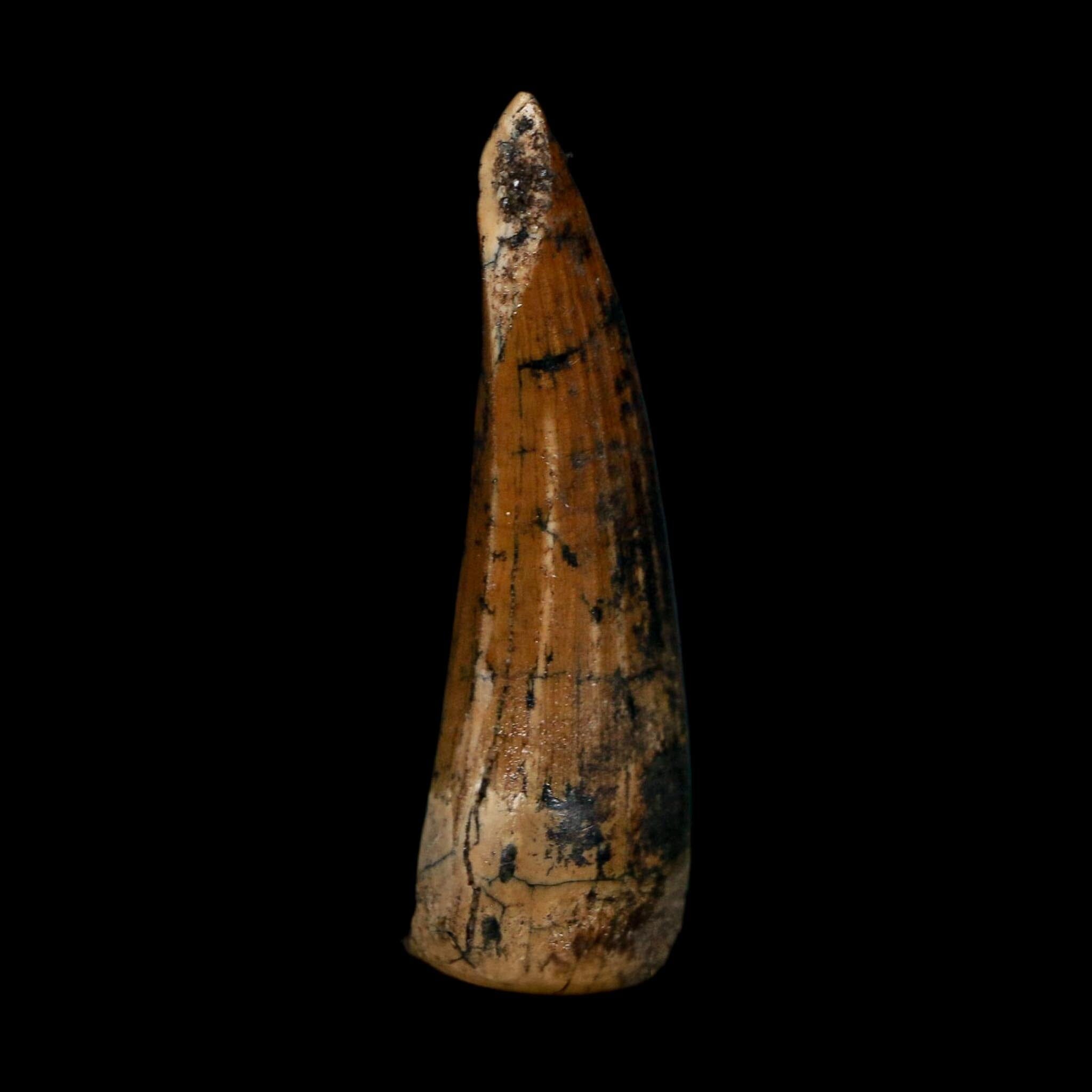 1.7" Suchomimus Fossil Tooth Cretaceous Spinosaurid Dinosaur Elraz FM Niger COA