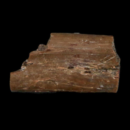 0.4" Dimetrodon Sail Spine Bone Fossil Permian Age Waurika Oklahoma COA, Display