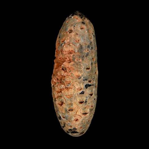 2" Fossil Pine Cone Equicalastrobus Replaced By Agate Eocene Age Seeds Fruit - Fossil Age Minerals