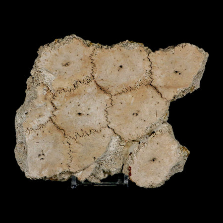 5.2" Glyptodon Fossil Osteoderm Scute Plates Bony Armor Pleistocene Uruguay COA