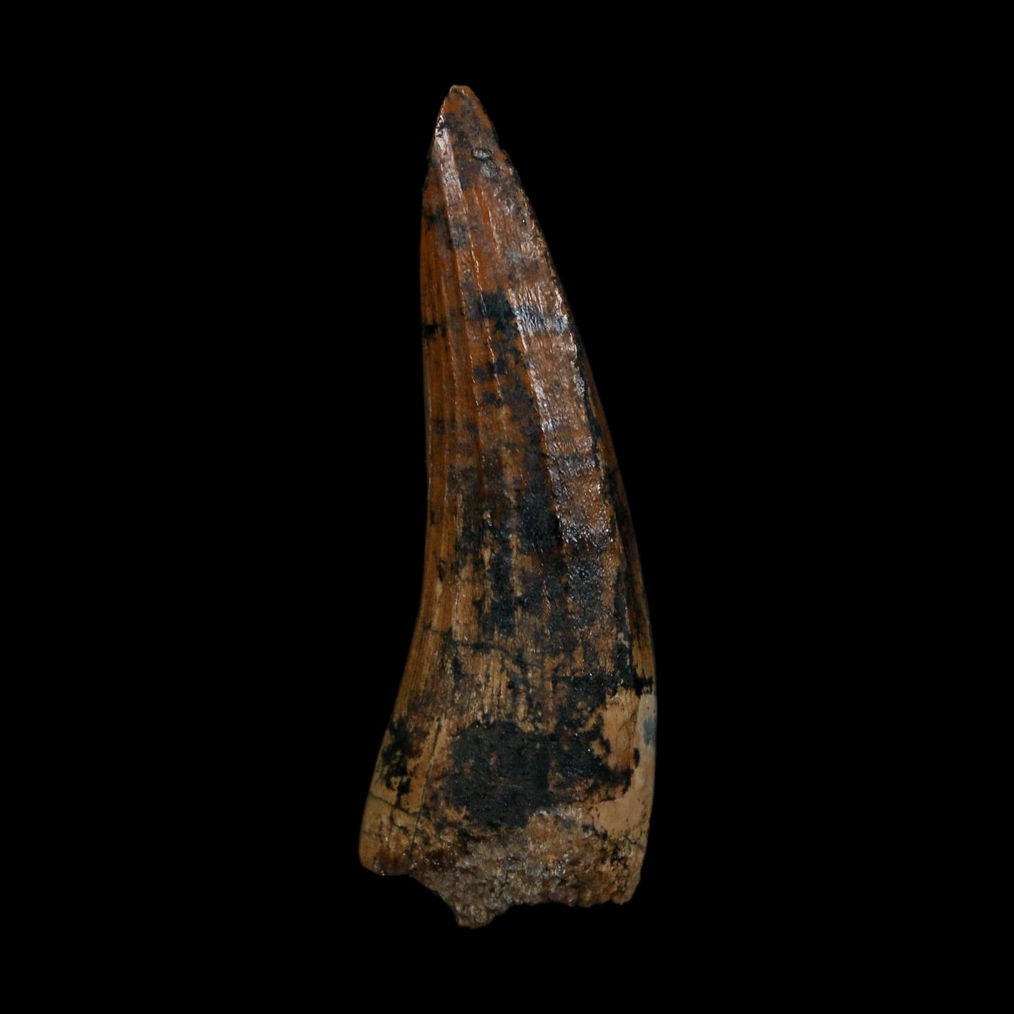 1.7" Suchomimus Fossil Tooth Cretaceous Spinosaurid Dinosaur Elraz FM Niger COA
