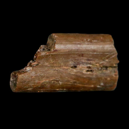 0.4" Dimetrodon Sail Spine Bone Fossil Permian Age Waurika Oklahoma COA, Display