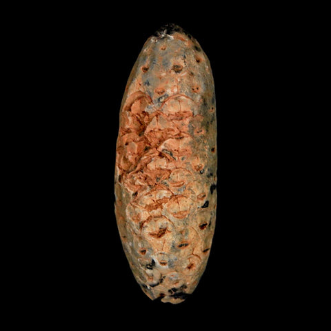 2" Fossil Pine Cone Equicalastrobus Replaced By Agate Eocene Age Seeds Fruit - Fossil Age Minerals