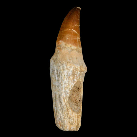 XL 4.5" Mosasaur Prognathodon Fossil Tooth Rooted Cretaceous Dinosaur Era COA - Fossil Age Minerals