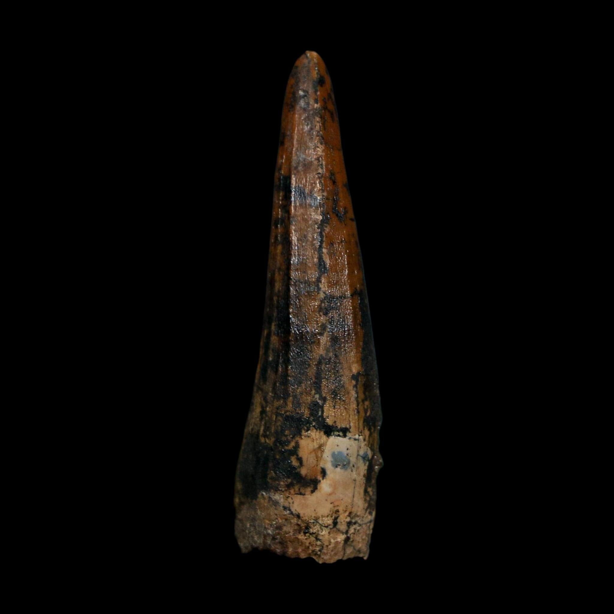 1.7" Suchomimus Fossil Tooth Cretaceous Spinosaurid Dinosaur Elraz FM Niger COA