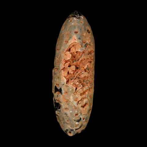 2" Fossil Pine Cone Equicalastrobus Replaced By Agate Eocene Age Seeds Fruit - Fossil Age Minerals