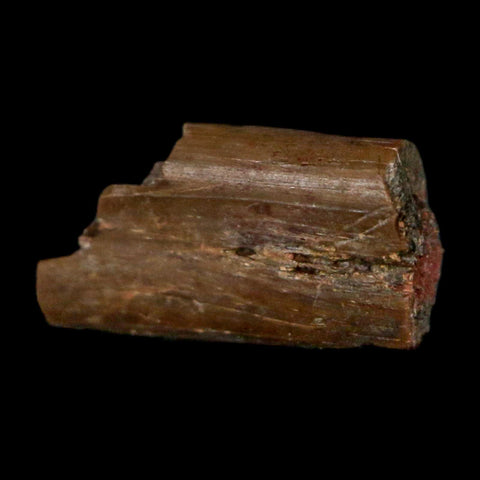 0.4" Dimetrodon Sail Spine Bone Fossil Permian Age Waurika Oklahoma COA, Display