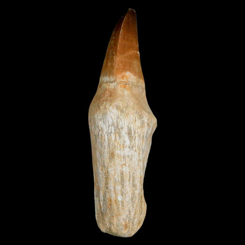 XL 4.5" Mosasaur Prognathodon Fossil Tooth Rooted Cretaceous Dinosaur Era COA - Fossil Age Minerals