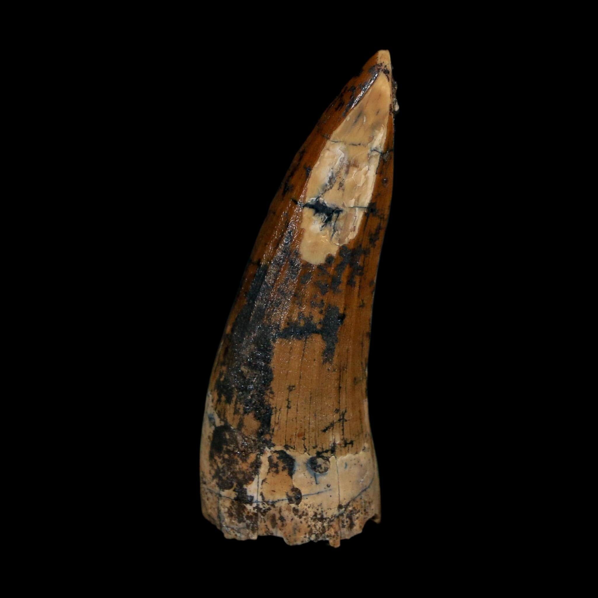 1.7" Suchomimus Fossil Tooth Cretaceous Spinosaurid Dinosaur Elraz FM Niger COA