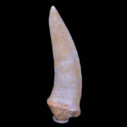 XL 2.4" Saber Toothed Herring Fossil Fang Enchodus Libycus Cretaceous COA Stand