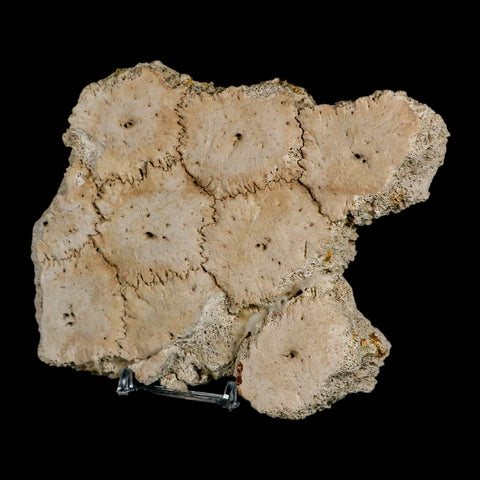 5.2" Glyptodon Fossil Osteoderm Scute Plates Bony Armor Pleistocene Uruguay COA - Fossil Age Minerals