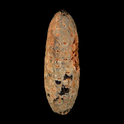 2" Fossil Pine Cone Equicalastrobus Replaced By Agate Eocene Age Seeds Fruit - Fossil Age Minerals