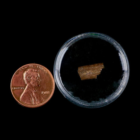 0.4" Dimetrodon Sail Spine Bone Fossil Permian Age Waurika Oklahoma COA, Display