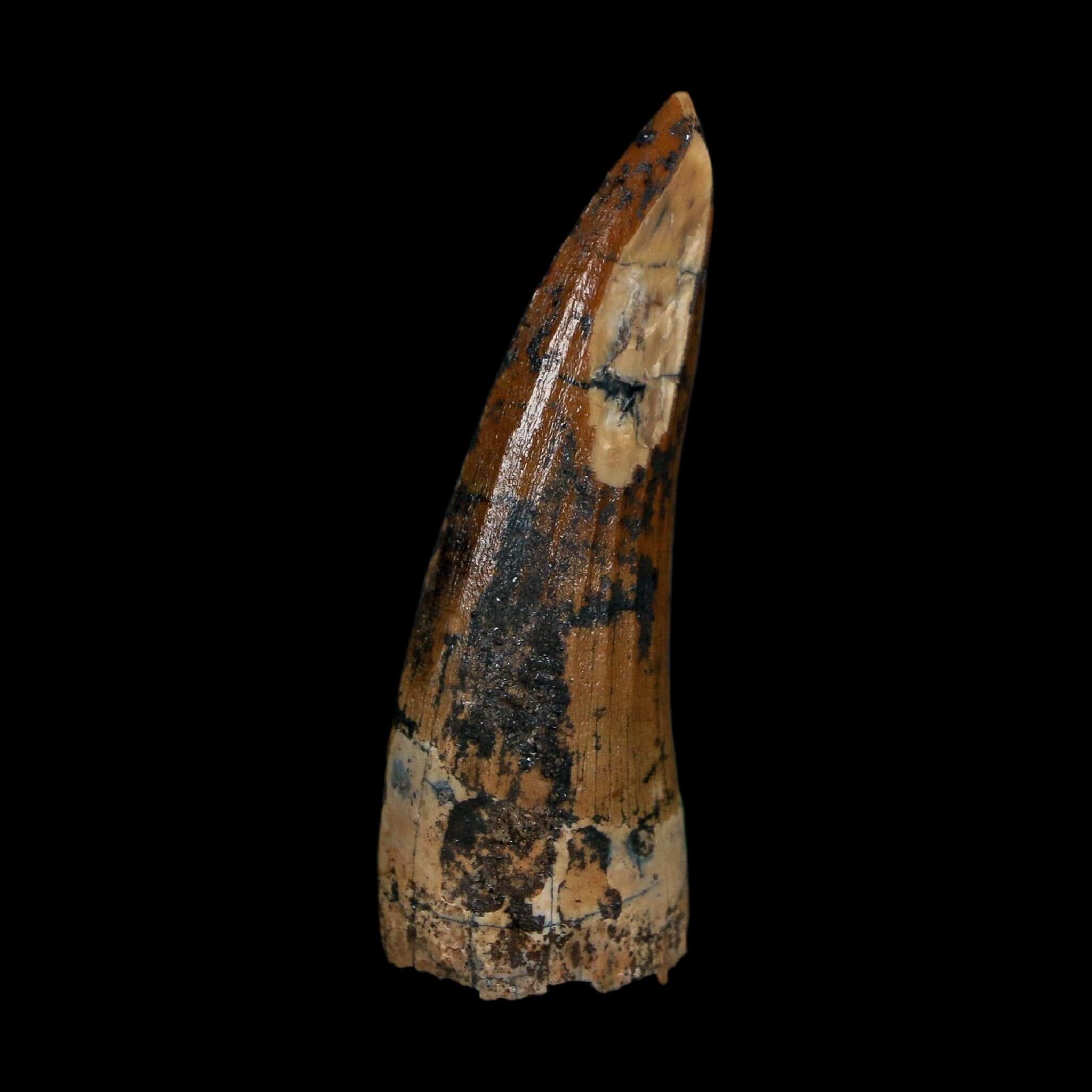 1.7" Suchomimus Fossil Tooth Cretaceous Spinosaurid Dinosaur Elraz FM Niger COA
