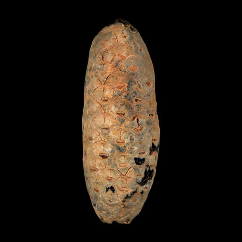 2" Fossil Pine Cone Equicalastrobus Replaced By Agate Eocene Age Seeds Fruit - Fossil Age Minerals